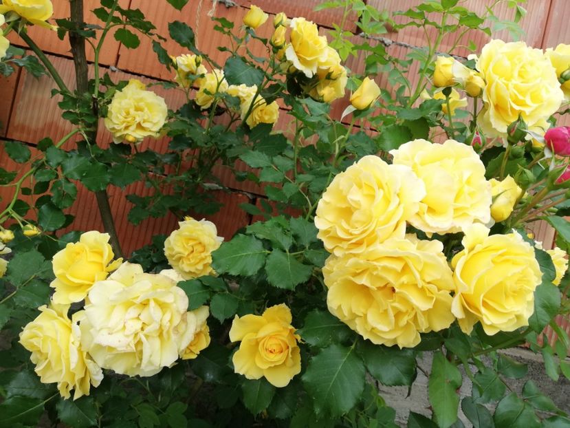  - Gradina sfârșit de mai 2020