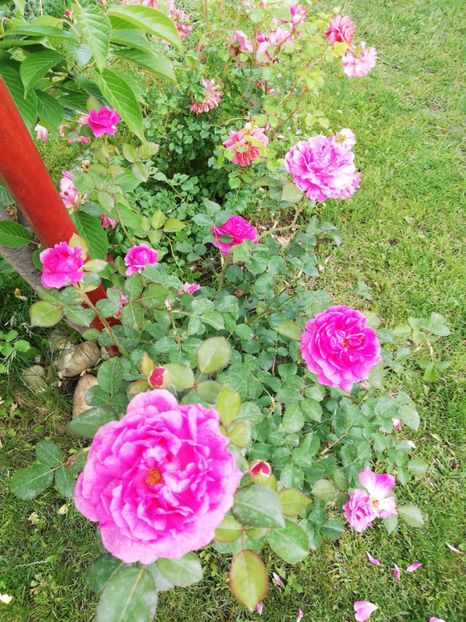  - Gradina sfârșit de mai 2020