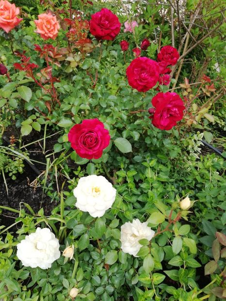  - Gradina sfârșit de mai 2020