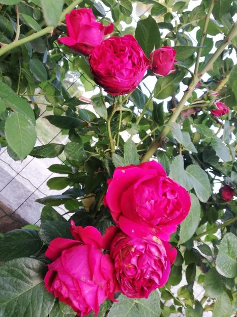  - Red Eden Erik Tabarly