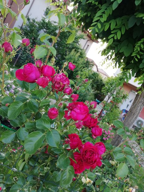  - Red Eden Erik Tabarly