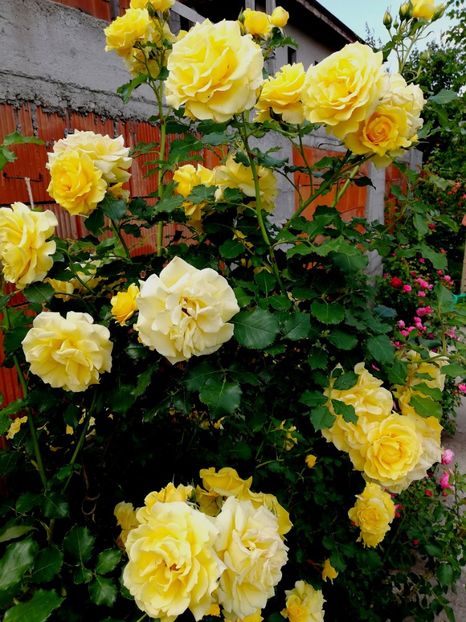  - Rimosa urcator