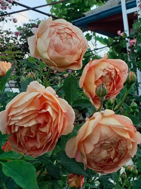  - Lady of Shalott 2020