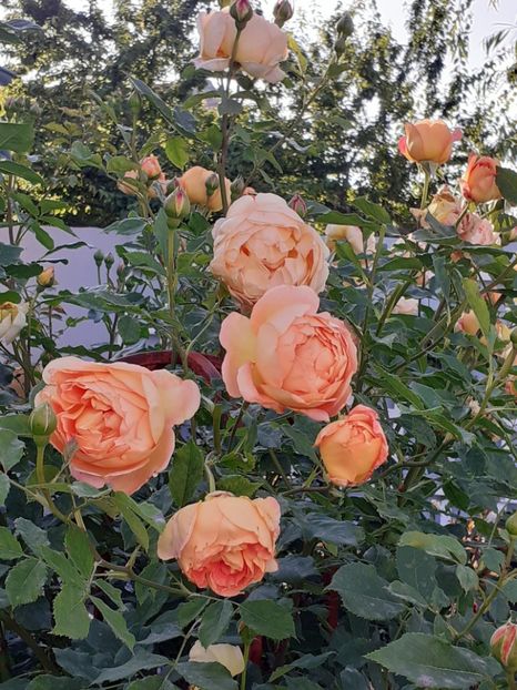 - Lady of Shalott 2020
