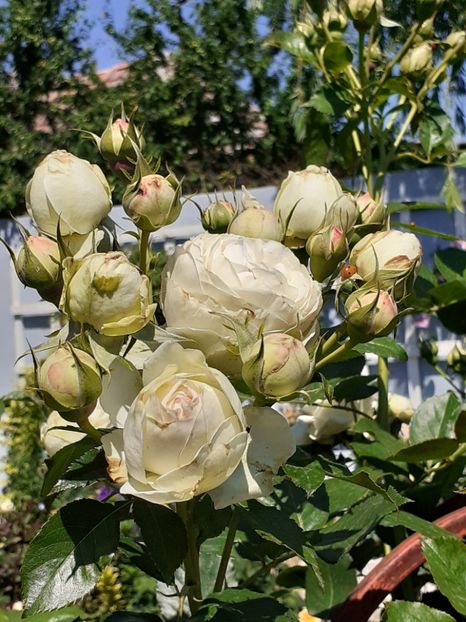  - Palais Royale 2020