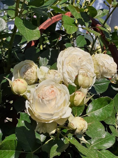  - Palais Royale 2020