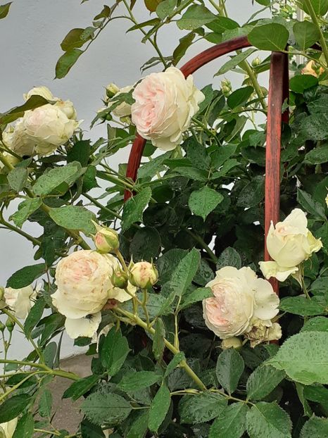  - Palais Royale 2020