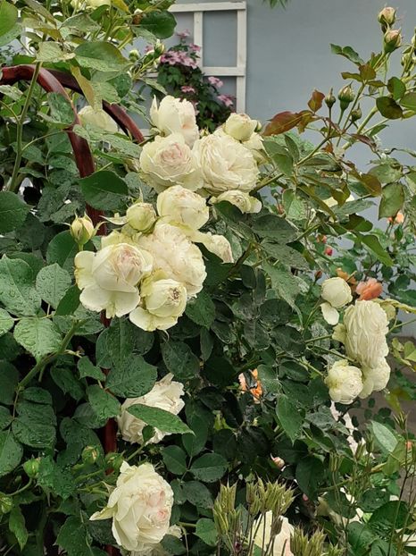  - Palais Royale 2020