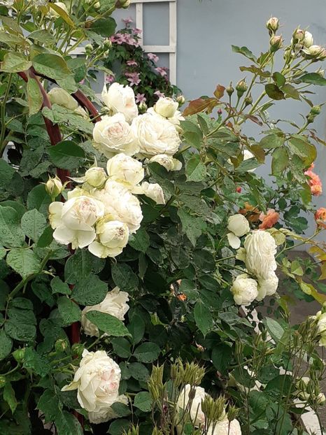  - Palais Royale 2020