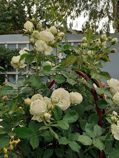  - Palais Royale 2020