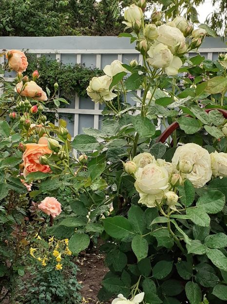  - Palais Royale 2020