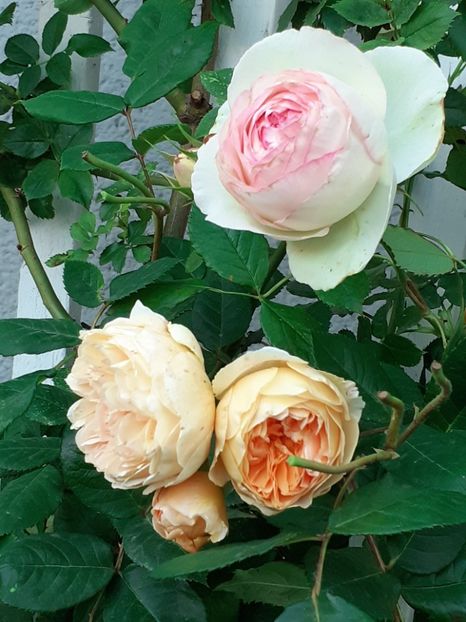  - Crown Princess Margareta 2020
