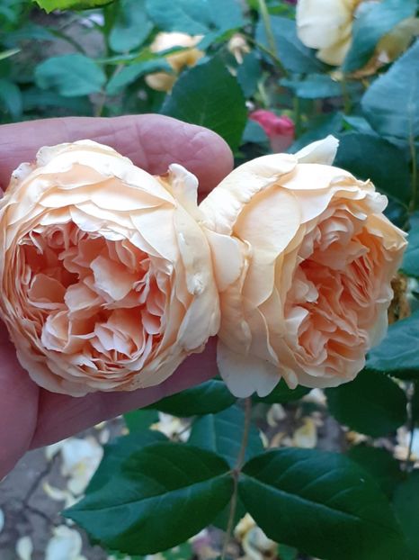  - Crown Princess Margareta 2020