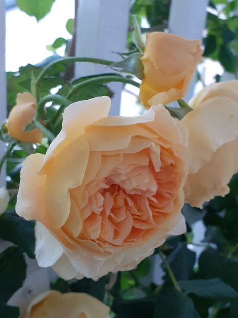  - Crown Princess Margareta 2020
