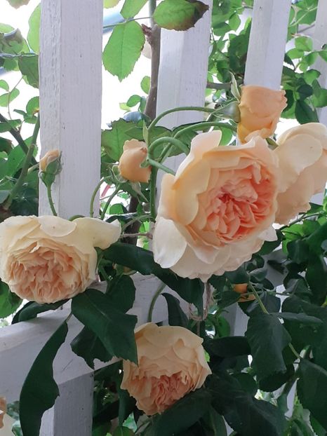  - Crown Princess Margareta 2020