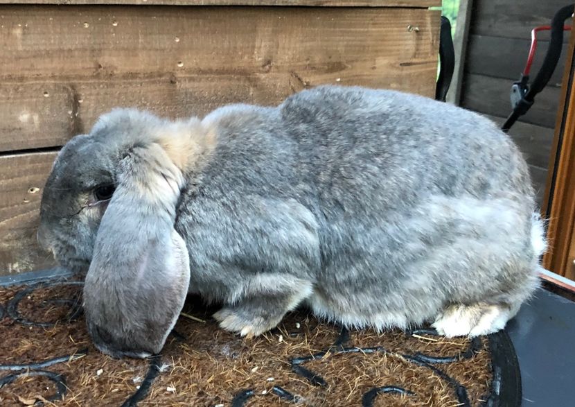 0FDF7EEC-7A49-4556-9A26-8B5FD475C677 - F 18 Blaugrau