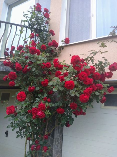 sympathy - Trandafiri 2020