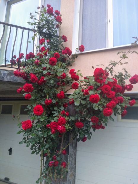 sympathy - Trandafiri 2020