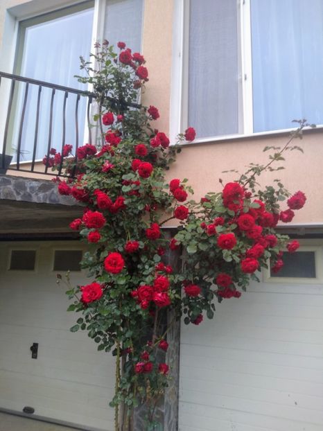 sympathy - Trandafiri 2020