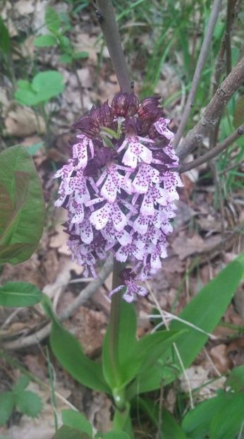 received_2321735168117246 - Natură