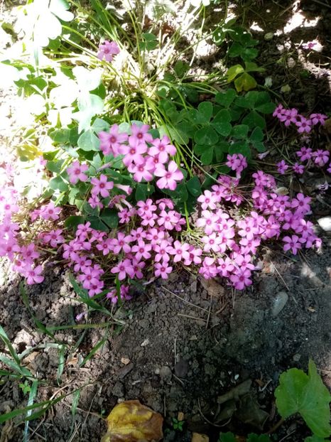 Oxalis - Iulie 2020