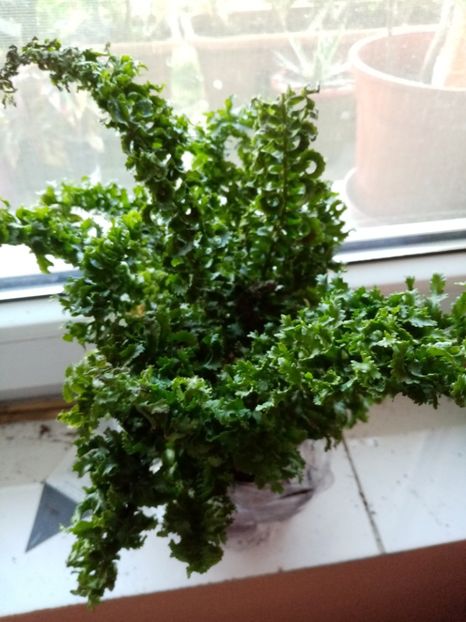 Feriga creata - Iulie 2020