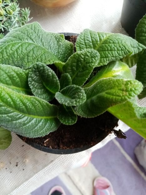 Streptocarpus - Iulie 2020