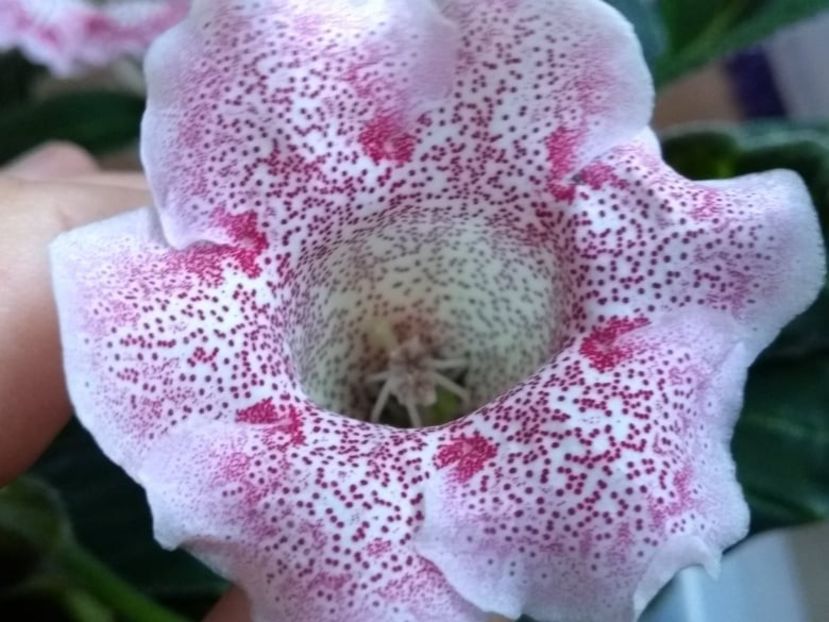 10a - Gloxinia din seminte 2020-2021