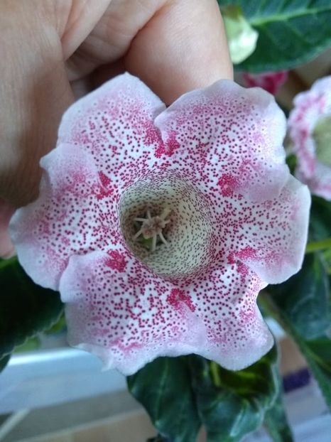 10b - Gloxinia din seminte 2020-2021