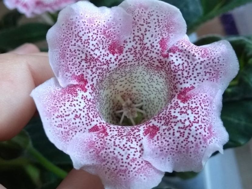 10c - Gloxinia din seminte 2020-2021