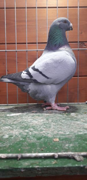 M 2019 - Perechi 2020