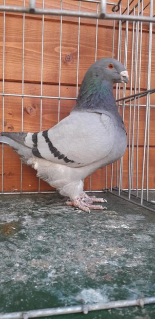 F 2017 H - Perechi 2020