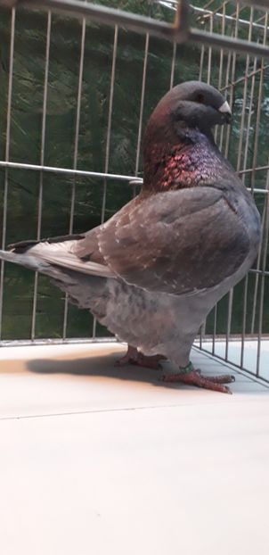 M 2019 - Perechi 2020