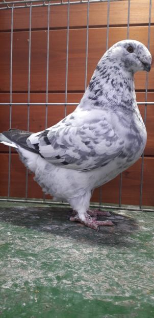 F 2019 - Perechi 2020