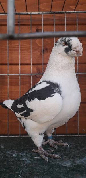 M 2018 - Perechi 2020