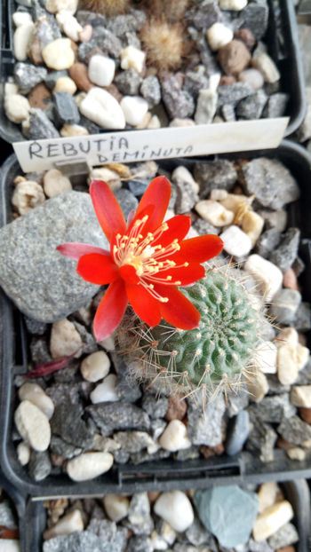 01.06.2020 - Rebutia deminuta