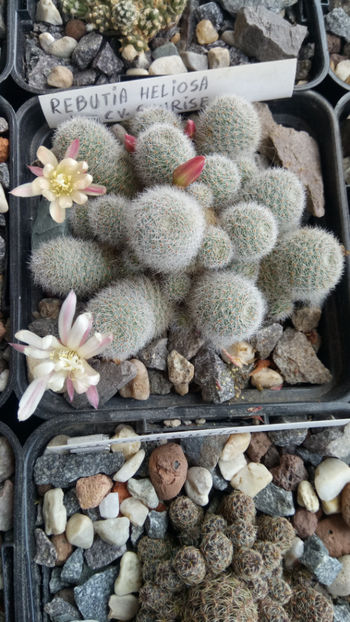 01.06.2020 - Rebutia heliosa cv sunrise