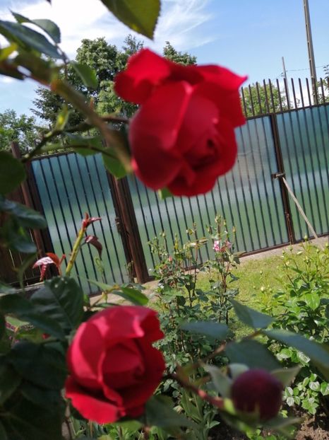  - Trandafiri 2020_2022 2023