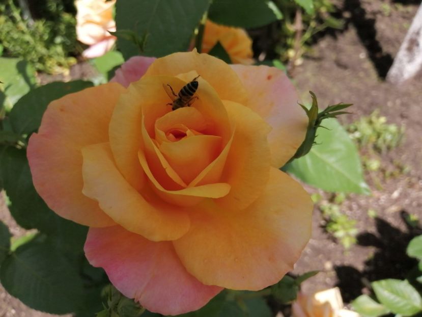  - Trandafiri 2020_2022 2023