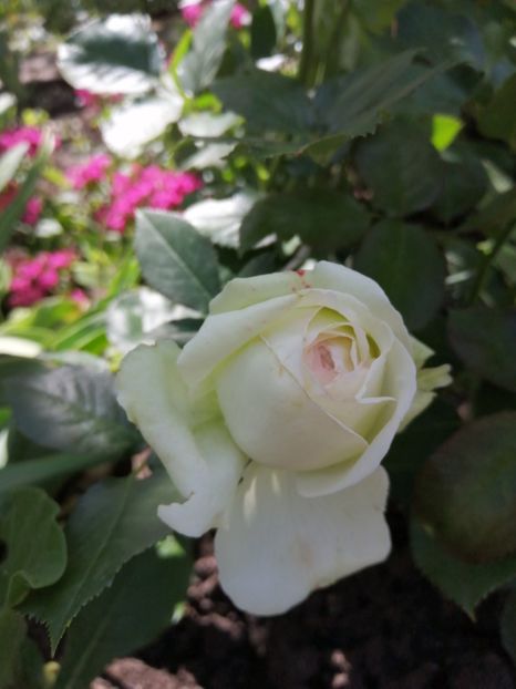  - Trandafiri 2020_2022 2023