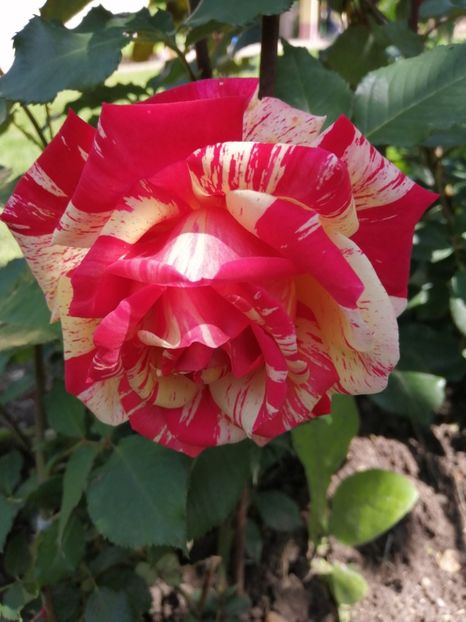  - Trandafiri 2020_2022 2023