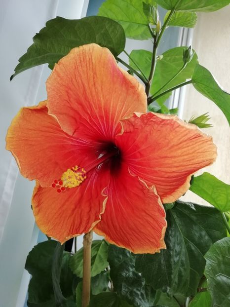  - TAHITIAN CHOCOLATE LOVE X TAHITIAN GABONAISE