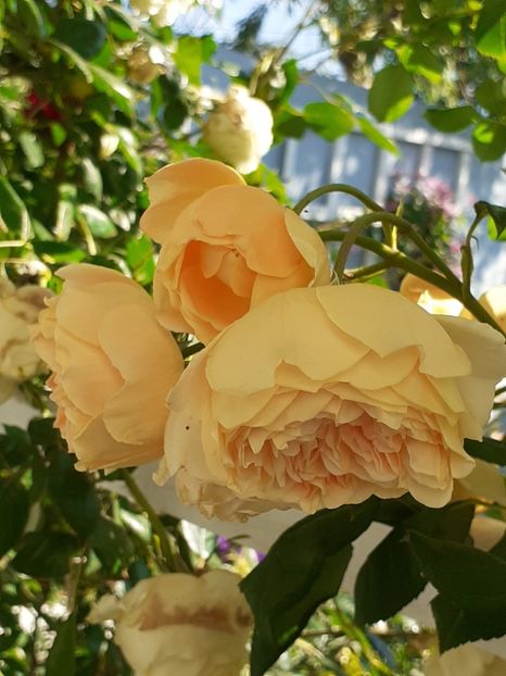  - Crown Princess Margareta 2020