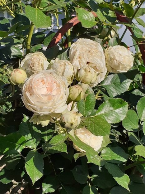  - Palais Royale 2020