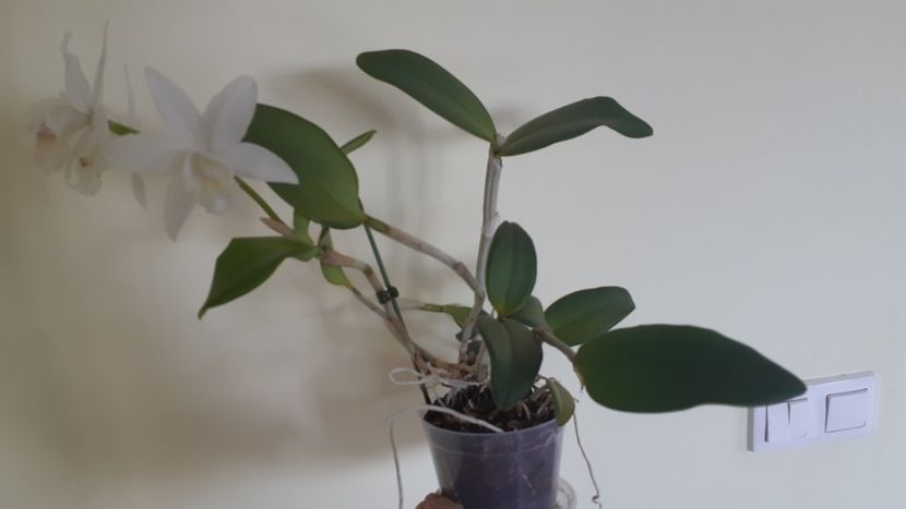 Cattleya înflorită - 1 VAND plante