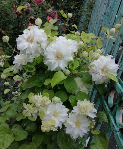  - 2020 clematite