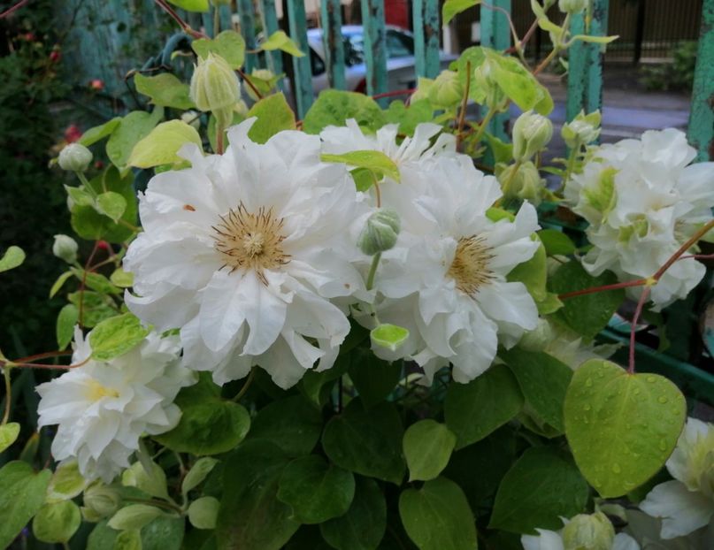  - 2020 clematite