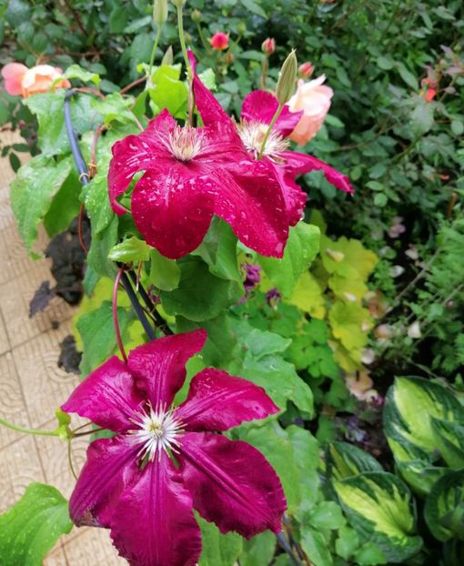  - 2020 clematite