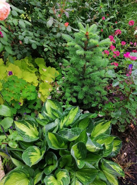  - 2020 mai iunie iulie