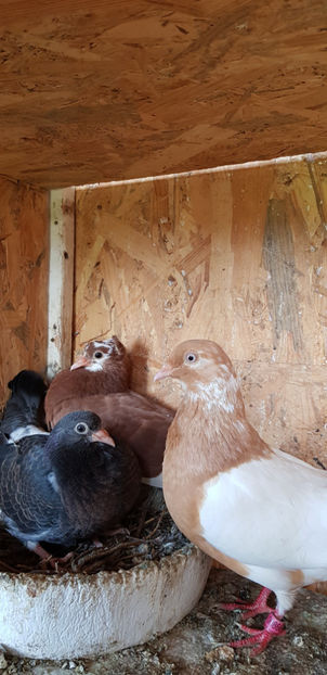 20200510_104933(0) - Rolleri de Birmingam 2021